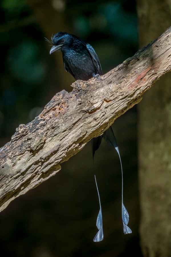 Greater-Racket-tailed-Drongo_DSC4705_Hongbenghe-Dec-28-2023.jpg