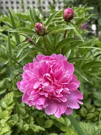 IMG_7125_200.jpeg