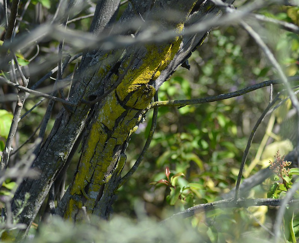 lichen.png