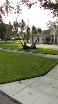 palm_200.jpg