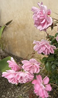 rose_200.jpg