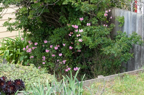 roses.jpg