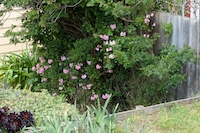 roses_200.jpeg