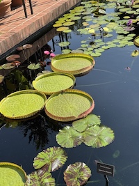 water_lilies_200.jpeg