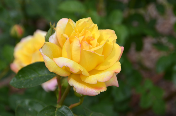yellow_rose.png